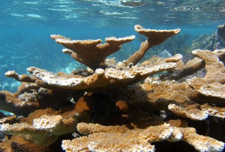 Старые и плоские кораллы.