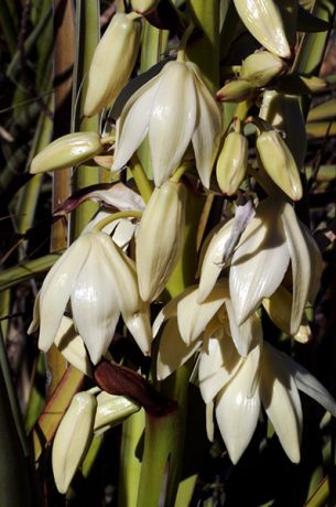 Лоснящиеся на солнце бутоны юкки.