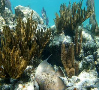 Рыба морской ангел (Angelfish) на фоне коралловой стены.