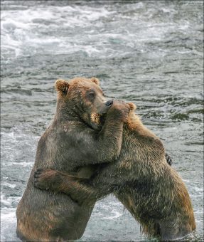 Самое вкусное в противнике - уши. (Рабочее название: "Тайсон").