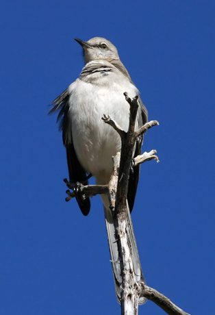 Гордая птица Gray Vireo.