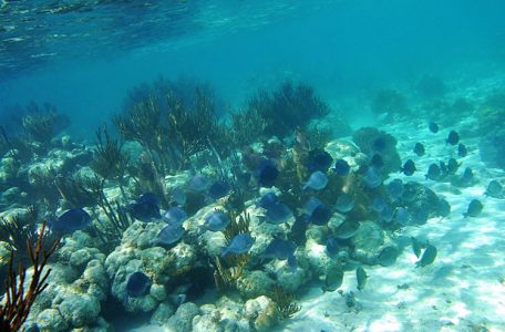 Группа спино-рогих (Triggerfish) плывет по своим делам Hol Chan marine reserve.