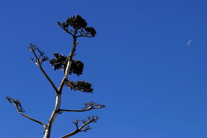 Сухая агава и молодая луна.