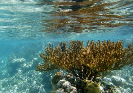 Опасный огненный коралл (Fire coral). От ожогов хорошо помогает уксус.