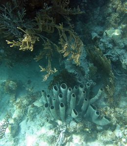 Трубчатые кораллы.