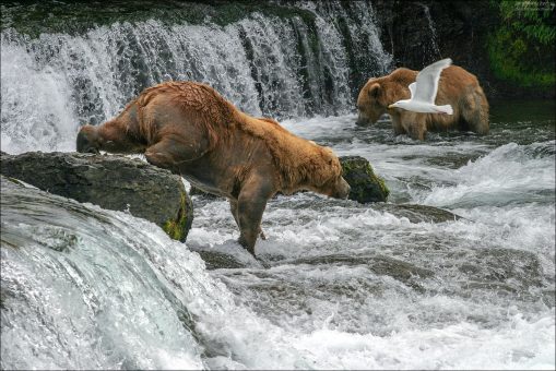 Альфа-самец в полете.