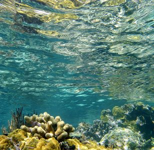 Отражения кораллов в верхнем слое воды.