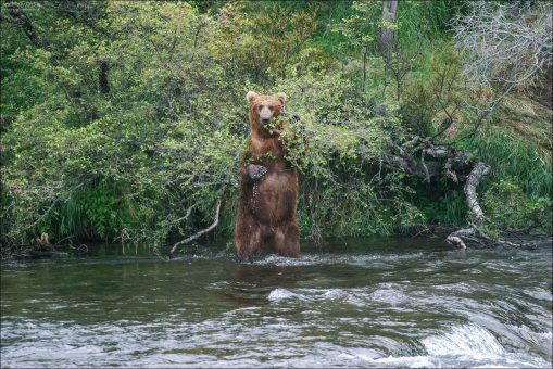 Вдруг из лесу вышел медведь...