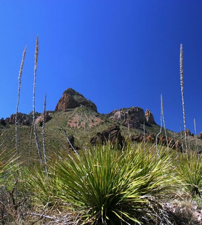 Скала Lost mine peak (2301 м) в окружении кустов сотола.