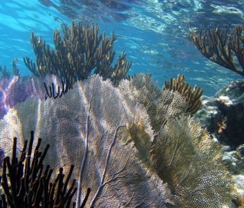 Подводные веерные папоротники со стеблями-венами.