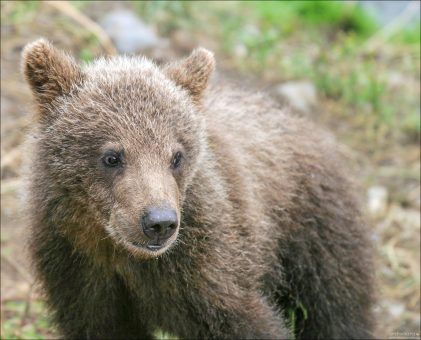 Медвежий малыш.