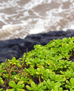 Молодые побеги гелиотропа в местечке "7 sacred pools".