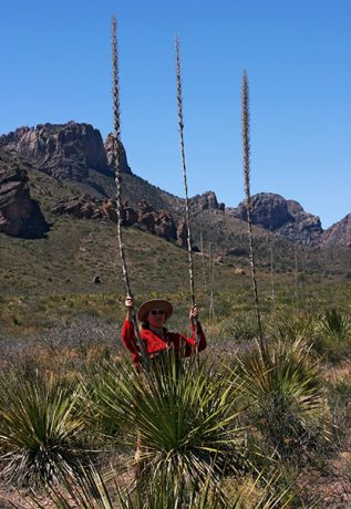Техасские ковбои в кустах сотола :)
