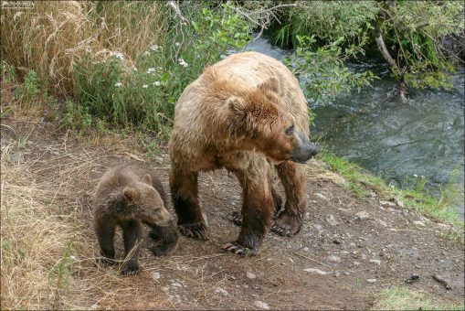 Медведица с малышом.