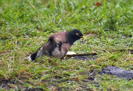 Отряхивающаяся под дождем майна обыкновенная (Common mynah bird).