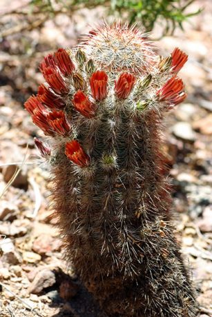 Кактус "Рыболовный крючок" (Fishhook cactus).