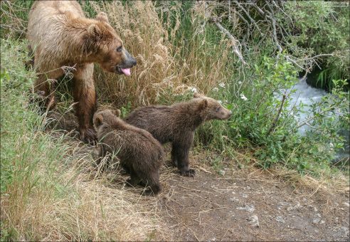 Мама-медведица и крошки.
