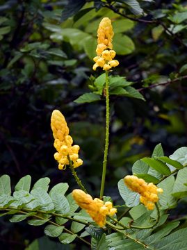 Ярко-желтые цветы александрийского листа (Candlestick Senna).