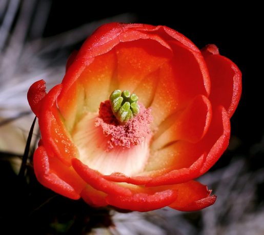 Полураспустившийся бутон кактуса "Пурпурная чашка" (Claret Cup cactus).