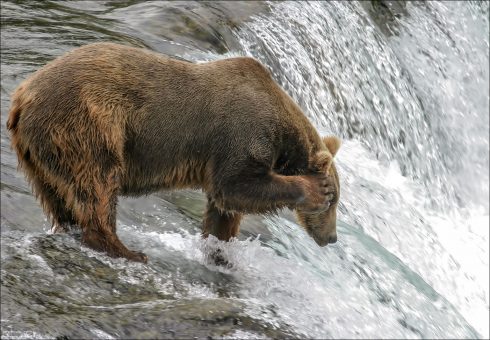 Ёлки! Где же рыба?