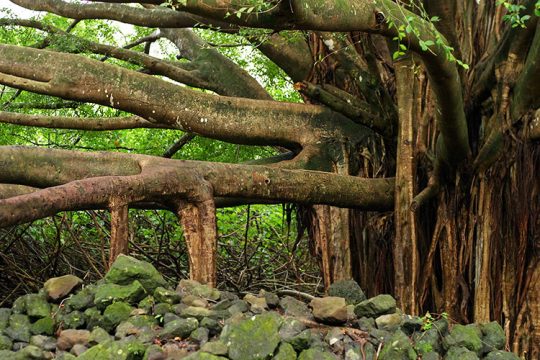 Старое дерево баньян, пустившее корни прямо из ветвей. Тропа Pipiwai.