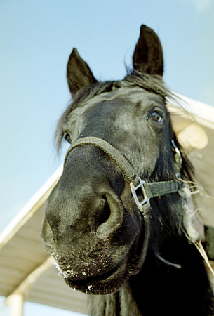 Ранчо "Bean Town".