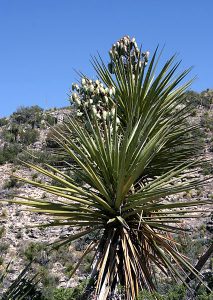 Soaptree Yucca с плодами.
