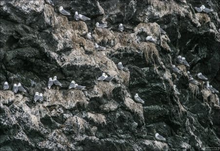 Парочки моёвок на гнездах. Остров Gull Island.