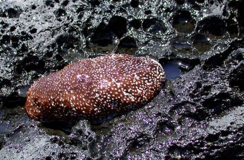 Выброшенный прибоем на берег морской огурец. Пляж Kapa'a.