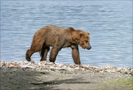 Молодой медведь, бредущий по берегу озера Naknek Lake.