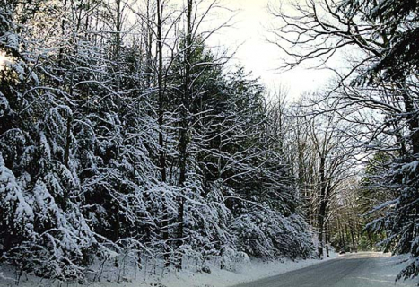 Зимний лес.