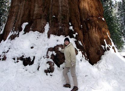 Секвойя "The General Grant", по прозвищу "Главная Рождественская ёлка США".