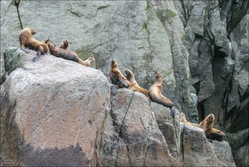 Сивучи выстроились по диагонали.
