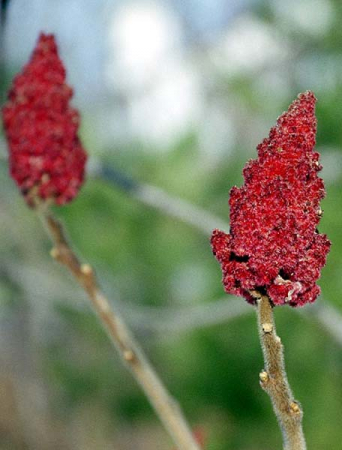 Очень распространенное в Вермонте растение.