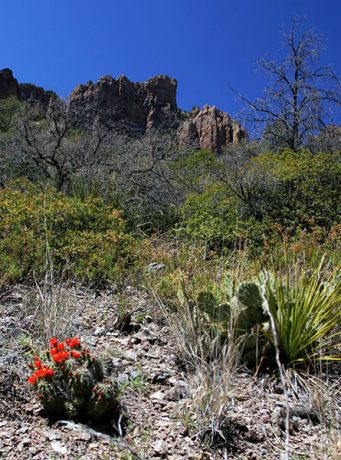 Семейка алых кактусов Claret Cup в Сосновом каньоне.