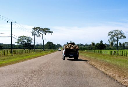 Западное шоссе (Western Hwy) и грузовик с кокосами. Справа виднеется национальное дерево Белиза - сейба.