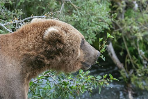 Самый добрый в мире медведь, с ленинским прищуром.