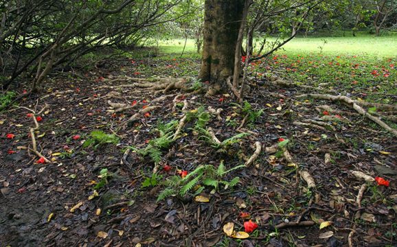 Корни тюльпанного дерева и гуавовый лес вокруг. Тропа Pipiwai.