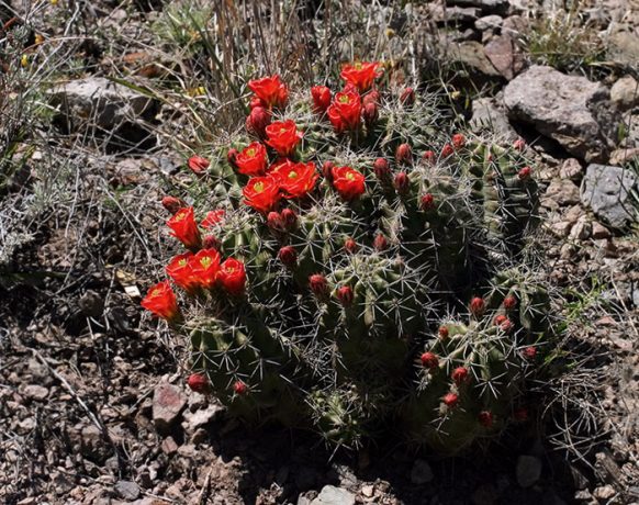 Многодетная семья Пурпурного кактуса.