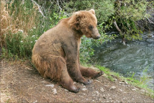 Молодой медведь, отдыхающий на берегу.