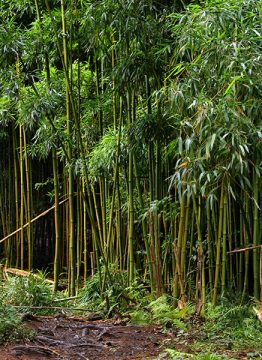 Заросли бамбука на тропе Pipiwai.