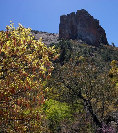 Сосновые и кленовые заросли на склонах каньона. Pine Canyon trail.