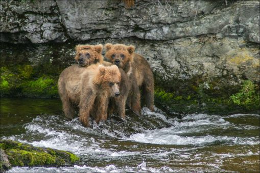 Сердитые медвежата.