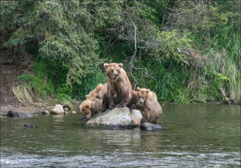 Медвежья идиллия. Медведица-мать в окружении своих медвежат. Семья отдыхает после активной рыбной ловли на водопаде. Медвежатам здесь чуть больше года.