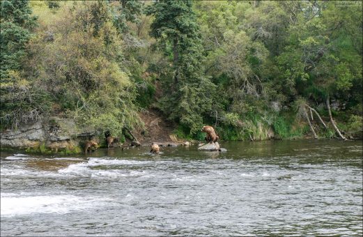 Семейство медведей в реке.