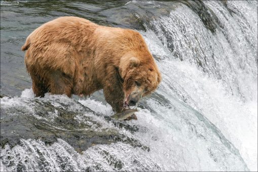Ой, уйдет-уйдет!