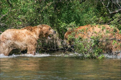 Сердитый разговор двух гризли.
