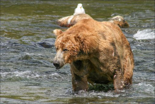 Одноухий, но все равно красивый медведь.