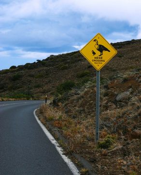 Знак, предупреждающий о возможном появлении гавайских гусей - нене.