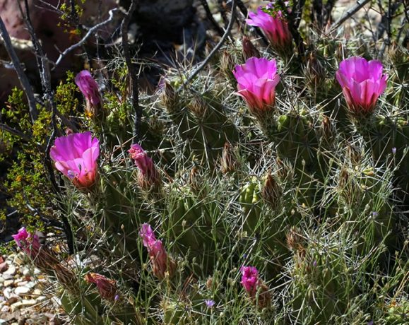 Распускающиеся бутоны Клубничного кактуса (Strawberry pitaya cactus).